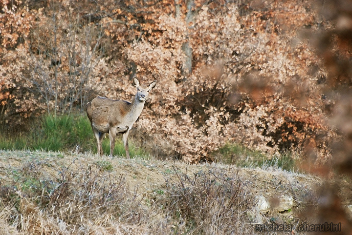 PASSIONE PER IL CERVO